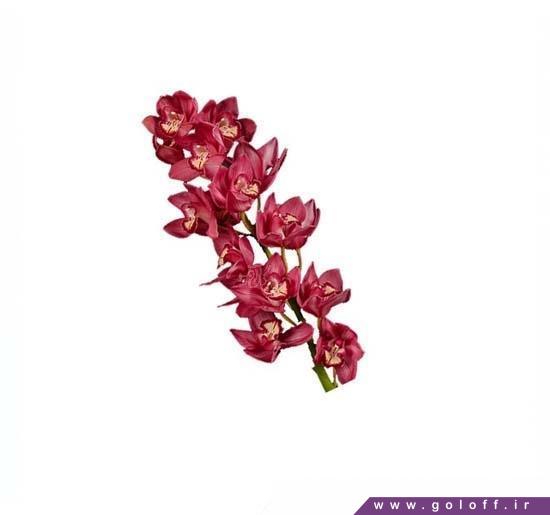 خرید تک شاخه گل ارکیده سیمبیدیوم برلیان - Cymbidium Orchid | گل آف